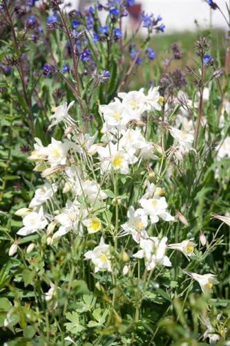 Aquilegia vulgaris 'Winky Weiß-Weiß' 9x9 cm Topf – Winterhart, Mehrjährig, Pflegeleicht – Akelei – Staude für Beet & Rabatte