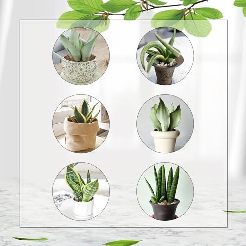 350 Pcs Bogenhanf Hydrokultur Samen - Sansevieria Trifasciata - Pflanzen Geschenk, Exotische Zimmerpflanzen Sansevieria Pflanze Samen, Dachbegrünung Samen, Nachhaltige Geschenke Gartenpflanzen