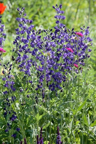 Aconitum napellus – 11x11 cm Topf – Winterhart, Mehrjährig, Pflegeleicht – Eisenhut – Staude für Beet & Schattenbeet