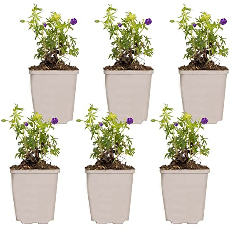Bloomique - 6er-Set - Geranium Sanguineum - Blut-Storchschnabel - Winterhart - Höhe 10-20 cm - Topf 9x9 cm