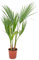 Bloomique - Washingtonia Robusta - Mexikanische Fächerpalme - Palme - Winterharte Balkonpflanzen - Gartenpflanzen Winterhart - Höhe 50-70 cm - Topf 14 cm