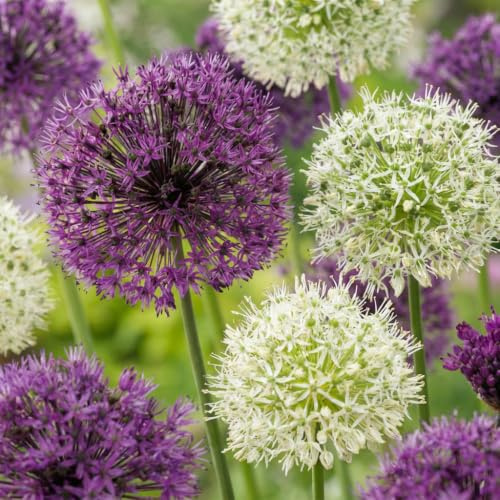 GreenboutiQ - Blumenzwiebeln - Allium Zwiebeln Purple White Mix - Bulbs Hardy Perennial - Farbe Lila und Weiß - 15 Stück - Zwiebelgröße 10/12 - XXL Pack