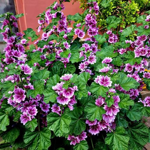 600 Pc Semillas De Malva Silvestre Perenne - Semillas De Malva Plantas Herbarias, Flores Para Balcón. Semillas De Plantas De Malva, Plantas Raras, Decoración De Salón Semillas De Pradera