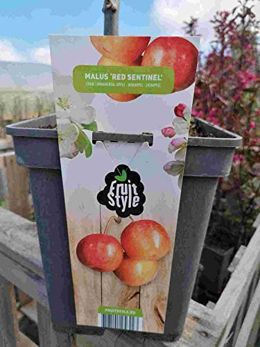 Zierapfel 'Red Sentinel' 100-120 cm - Apfelbaum - Malus ''Red Sentinel' - Apfelbaum
