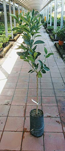 Pianta di arance Albero arancio Moro - Imballaggio speciale protettivo