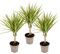 Exotenherz - zweifarbiger Drachenbaum - Dracaena marginata Bicolor - Set mit 3 Pflanzen