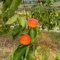 15 pcs aprikosenbaum winterhart zwergobstbäume zimmerpflanze, Prunus armeniaca, balkon pflanze exotische pflanzen sukkulenten samen extrem winterharte kübelpflanzen samen geschenk