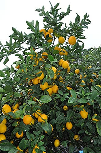 20 pezzi di semi di limone Meyer
