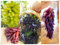 1 ROOT-Weinreben, Stecklinge, Ganzjahrespflanzen, Winterhart Weinreben, Zierpflanzen, Winterhart MehrjäHrig ，Weinreben Pflanzen，Weintrauben Kernlos Pflanze-A