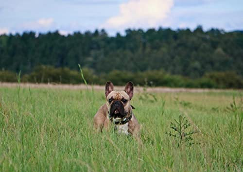 HANSEPUZZLE 29824 - Französische Bulldogge Puzzle 260 Teile | Tierwelt Puzzle mit hochwertiger Puzzle Aufbewahrung: Kartonbox und wiederverschließbarem Beutel | Puzzle-Maße: 41 x 28,7 cm