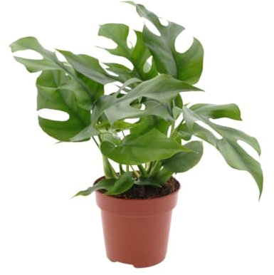 Monstera Minima | 35cm | mit Topf wählbar