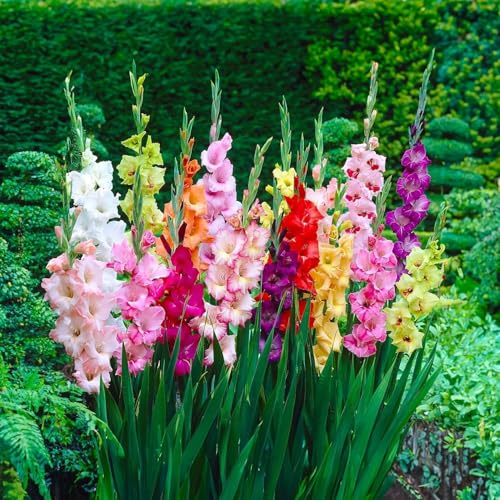 Blomlökar | Lökar från de bästa nederländska odlarna | Exklusivt urval och kvalitetskontroll | Garanterad blomning. (10 Gladiolus MIX)