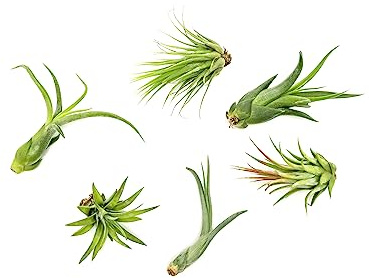 Tillandsia Air Plants Live Indoor Plants (6PK), Airplants Variety Live Plant Kit, Tropical Plants Live Houseplants, Air Plant Live Succulents Plants Live Plants Indoor House Plants by Plants for Pets