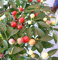 200 Samen Riesen Gewürze Spicy Red Chili Hot Pepper Samen Pflanzen Topf Bonsai-Garten Hof Balkon Pflanzensamen der neuen Ankunfts-7