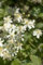 Clematis flammula Waldrebe Kletterpflanze im Topf gewachsen (60-100cm)