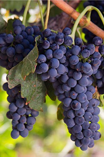 Pianta di Vite varietà Sangiovese pianta di uva vigna da vino pianta di uva Sangiovese innestata pianta vera di vite venduta da eGarden.store