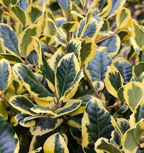 Gelbbunte Stechpalme Ilex Golden King 100-125cm - Ilex altaclerensis