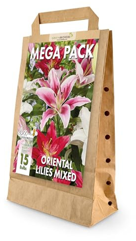 Mega Pack Oriental Lilies Bulbs | 15 Mixed Summer Flowering Bulbs | Bee & Butterfly Friendly | Eco Packaging | Premium Holland Selection Quality