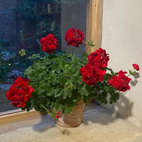 500samen geranien - winterfeste für balkon, blumensamen balkon pflanzensamen zimmerpflanzen, blumensaat balkonblumen