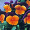 Pensées Sorbet Orange Duet Graines - Viola x wittrockiana
