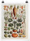 Bilderwelten Poster - Vintage Lehrtafel Gemüse - Hochformat 4:3 Matt 80 x 60cm