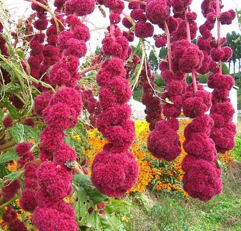 Amaranthus cruentus - Garten-Fuchsschwanz - 10 Samen