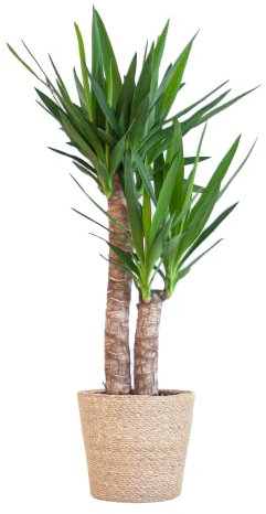 BloomPost Yucca Elephantipes - Korb 75 - 85 cm + - Zimmerpflanze - Leicht zu pflegen - Zimmerpflanze - Einfach zu züchten - Büropflanze - Inklusive Topf