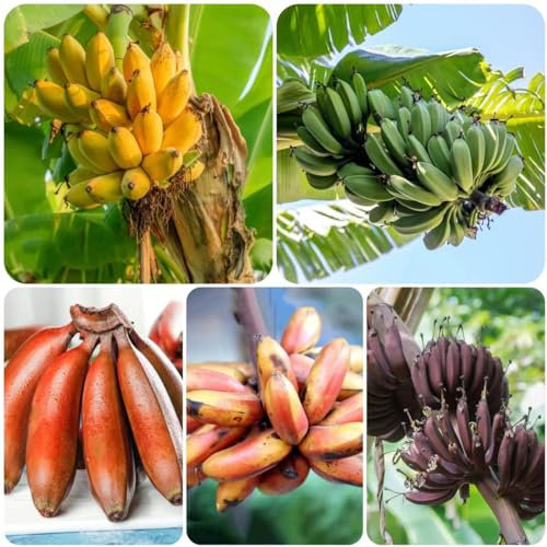 400 pcs bananensamen winterhart dekoration winterharte balkonpflanzen bananenbaum bananen samen,Musa sikkimensis, bäume garten winterhart saat bio geschenke nachhaltige geschenke