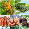 400 pcs bananensamen winterhart dekoration winterharte balkonpflanzen bananenbaum bananen samen,Musa sikkimensis, bäume garten winterhart saat bio geschenke nachhaltige geschenke