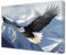ZQQART Leinwandbild mit Adler schwarz weiß fliegender Weißkopfseeadler Bild westliche Tiere Malerei fliegende Vögel Wildtiere Tiermotiv Poster für Küche Büro Zuhause Wanddekoration (Adler-B,30x45cm)