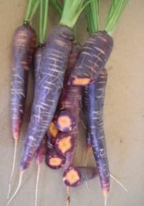 Sachet de graines de Carotte Purple Haze Hyb F1-0,50g - Les Graines Bocquet