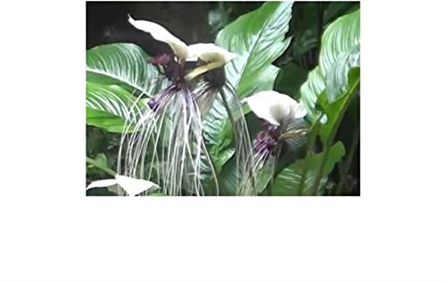 Stk - 5x Tacca nivea Fledermausblume weiß Garten Pflanzen - Samen B335 - Seeds & Plants Shop by Ipsa