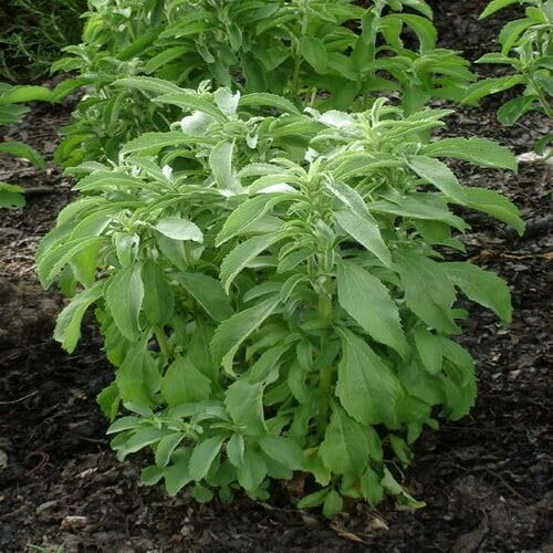 100 grüne Stevia-Pflanzensamen