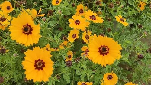 Semillas no - GMO 180, semillas de flores altas en la llanura de coreopsis, semillas de flores silvestres, semillas de tesoros familiares