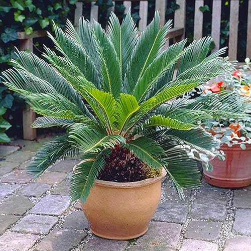 Sago Palm Zwiebeln, Palmen, Winterharte Stauden,Topfpflanzen, Palmfarne,Blumenzwiebeln, Freilandpflanzen,Zimmerpflanzen, Sagopalmen, Friedenspalmen-2zwiebeln-A