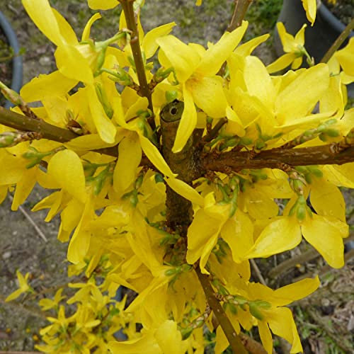 Goldglöckchen/Forsythie 'Weekend' - Container