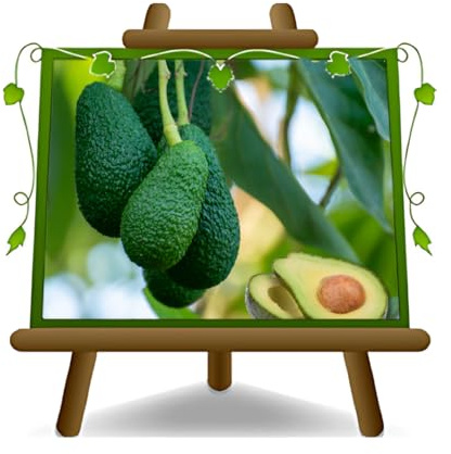 Avocado Fuerte Obstpflanze | texotische oder tropische - opf 15x35 cm Höhe 150 cm