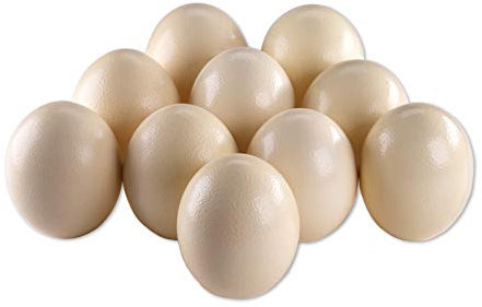 10 Straußeneier aus Südafrika - 1A Qualität - Straußenei - Größe ca. 13-16cm - naturbelassen, entleert, ausgeblasen und gereinigt
