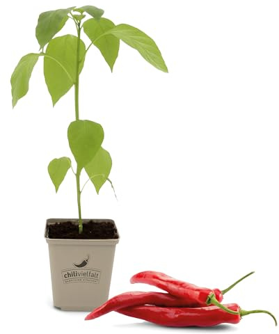 FLORTUS Chilipflanze im Topf de Cayenne Red | 1 Pflanze | Jungpflanze für Anzucht | Pflanze für sehr scharfe Chili Schoten