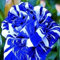 100 Piezas Semillas de Rosa para Sembrar, Semillas Rosa, Semillas Flores, Semillas de Flores, Semillas Flores Exterior, Semillas Plantas Para Jardín, patio, granja (Azul & blanco)