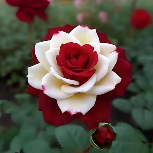 Wunderschöne und elegante Rosen, robuste Stauden mit seltenen und auffälligen Farben, geeignet für Garten und Innenbereich.-1 Wurzel-A