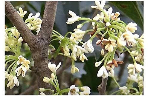 Pcs - 5X Osmanthus Fragrans Scented Olive Garden Plants - Seeds B1863 & Plants Shop by Ipsa