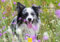 Edition Seidel Premium Kalender Hunde 2025 Format DIN A3 Wandkalender Hundekalender Tiere Hund Welpe Hunderasse Haustier
