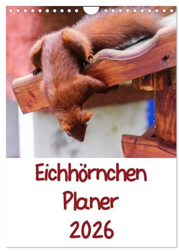 Eichhörnchen Planer 2026 (Wandkalender 2026 DIN A4 hoch), CALVENDO Monatskalender: Eichhörnchenbilder mit Planer-Kalendarium (CALVENDO Tiere)