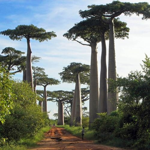 200 Stück Baobab-Samen für mehrjährige Pflanzen, Baumsamen, Garten, Hof, Straße, Feld, Outdoor-Dekoration, Blumensamen, Obstsamen, Grassamen, Kräutersamen, Sprossensamen, Baumsamen Baobab-Samen