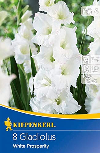 Gladiolen White Prosperity