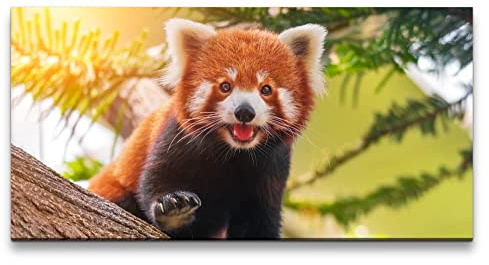 Paul Sinus Leinwandbild 120x60cm Roter Panda Süß Niedlich Lieblich Herzlich Knuddelig