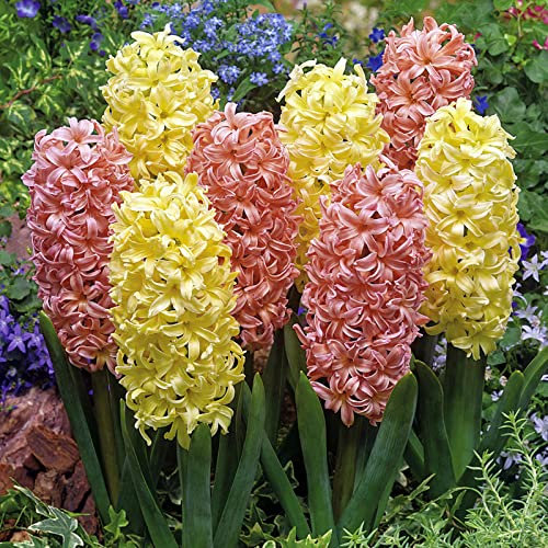 Jacintos bulbos/Planta de jacinto/Bulbos de flores exterior raras/Perenne tolerante al frío/CXXFGFT-2 bulbos-C