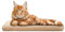 Katzen Fensterliege Fensterbank rutschfest - Katzenbett Fensterbank 60x25 cm - Weich & Kuschelig - Fensterliege für Katzen Selbstheizende Katzendecke - Waschbarer Bezug (Beige)