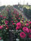 8: Topf Chrysantheme Samen leicht Familie Balkon Blumen Chrysantheme Sämlinge Jahreszeiten Samen 30 Samen